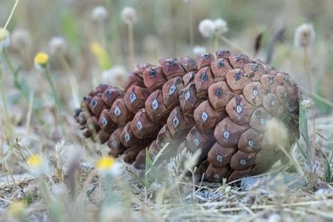 A fallen pine cone on the ground surrounded by wild vegetation Stock Photos