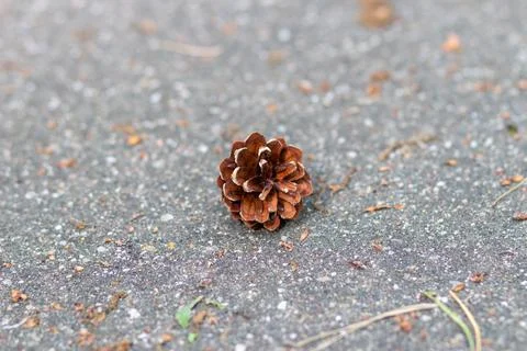 A fallen pine cone is lying on the asphalt. Beautiful young pine cone close up Stock Photos