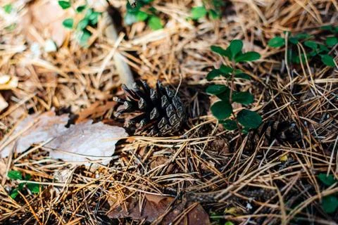 Fallen pine cone in the summer forest Stock Photos