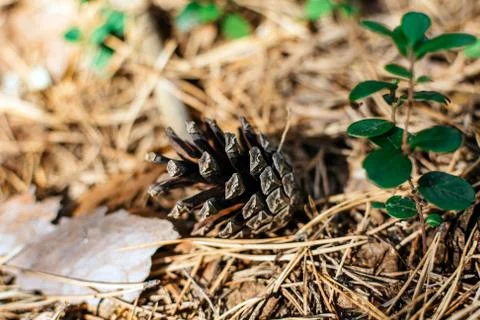 Fallen pine cone in the summer forest closeup Stock Photos