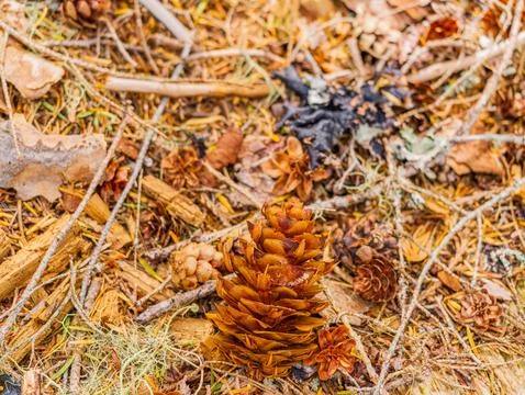Fallen pine cones and lichen on forest floor in Washington Stock Photos