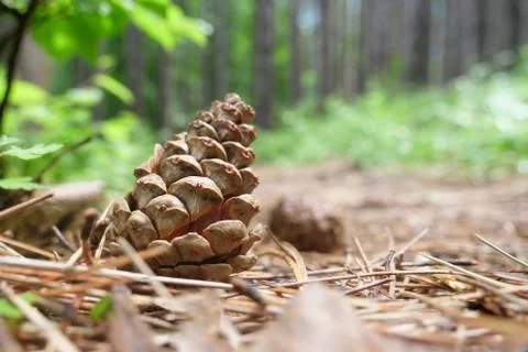 Fallen Pine Cones in the Forest Stock Photos