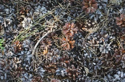 Fallen pine cones on the ground. background of dried cones and grass Stock Photos