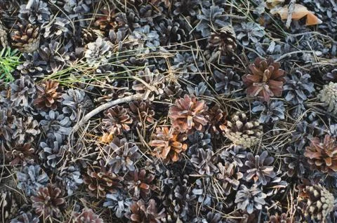 Fallen pine cones on the ground. background of dried cones and grass Stock Photos
