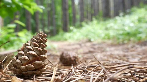 Fallen Pine Cones on the Ground Stock Footage 76343126