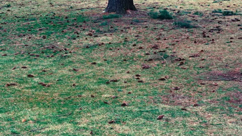 Fallen pine cones on the ground Stock-Footage 331655157