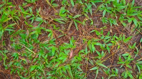 Fallen pine-cones on the ground with green grass in the background Stock Photos