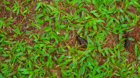 Fallen pine-cones on the ground with green grass in the background Stock Photos