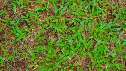 Fallen pine-cones on the ground with green grass in the background Stock Photos