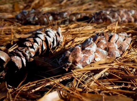 Fallen Pine Cones Stock Photos