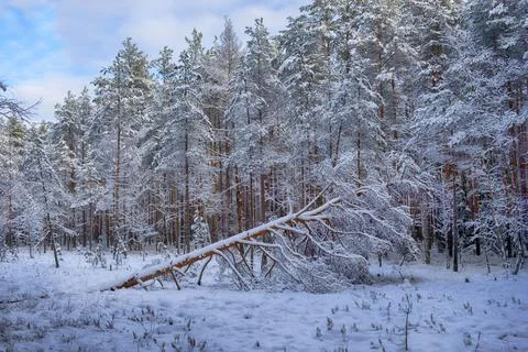 Fallen pine in the forest after the snowfall Stock Photos