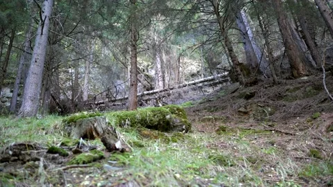 Fallen pine logs in the mountain forest Video stock 165732411