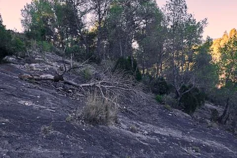 Fallen pine on a mountain from a large stone Stock Photos
