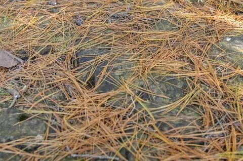 Fallen Pine Needles on Forest Ground in Autumn Stock Photos