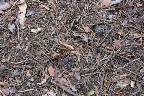 The fallen pine needles. Stock Photos