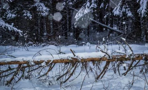 Fallen pine Stock Photos