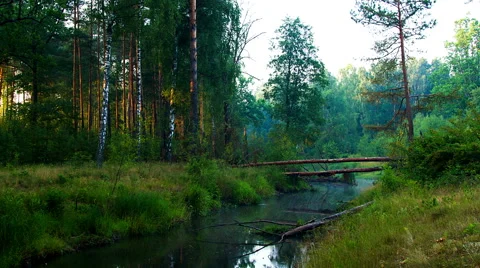 Fallen pine tree across the river in the morning mist Vidéo 64078477