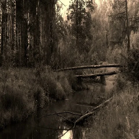 Fallen pine tree across the river in the morning mist Stock Footage 69511719