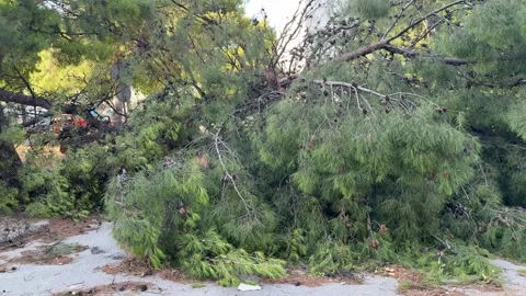 Fallen pine tree after hurricane in Split, Croatia Stock Footage 312744497