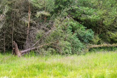 Fallen Pine Tree After Storm at Woodland Edge Stock Photos