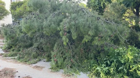 Fallen pine tree blocking the street in Split, Croatia after hurricane Stock Footage 312744498