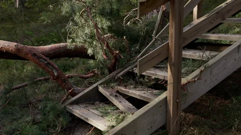 Fallen pine tree blocking wooden staircase on forest slope after storm damage Stock Footage 345373498
