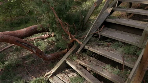 Fallen pine tree blocking wooden outdoor stairs with broken branches and debris Stock Footage 345373633