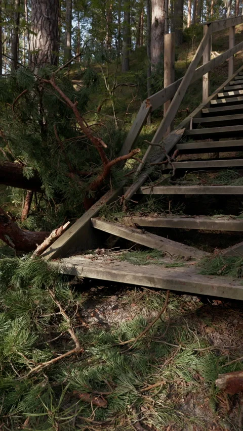 Fallen pine tree blocking wooden stairs in dense forest after storm damage Stock Footage 345373808