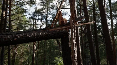 Fallen pine tree blocking wooden boardwalk inside quiet forest with tall trunks Stock Footage 345374703