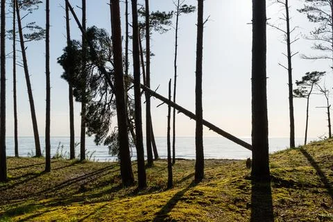 Fallen pine tree on a coastal forest edge overlooking the calm sea Stock Photos