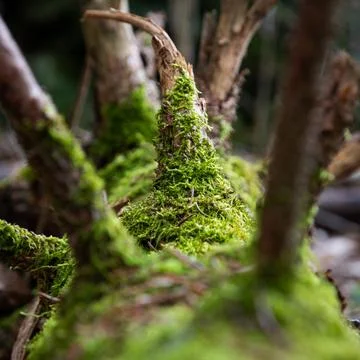 Fallen pine tree covered with moss close up Stock Photos