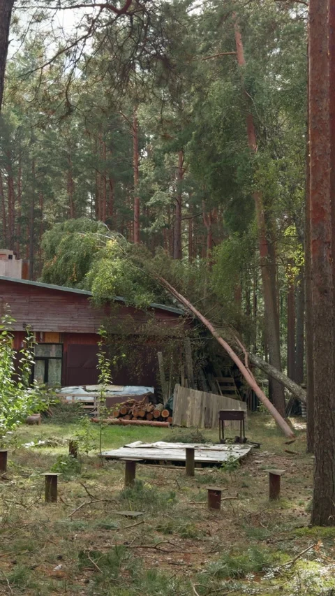 Fallen pine tree crushing cabin roof in dense forest after storm damage Stock Footage 345268551