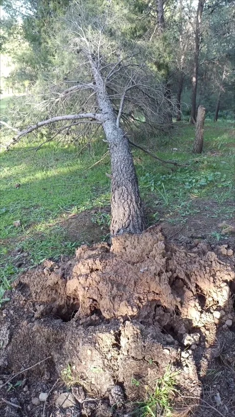 Fallen Pine Tree with Exposed Roots in Woodland. Stock Footage 333531038