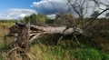 Fallen pine tree HD Footage