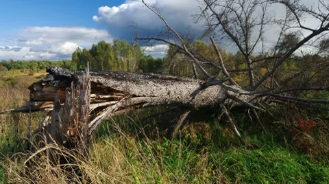 Fallen pine tree 스톡 동영상 8690437