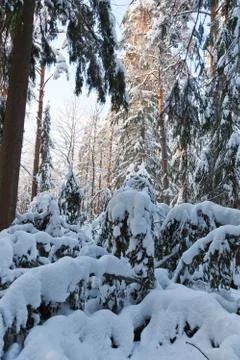 A fallen pine tree with heavy snow Stock Photos
