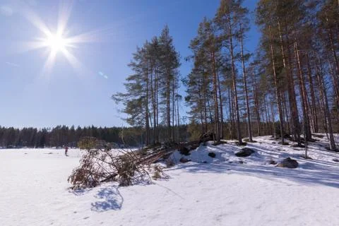 Fallen pine tree on ice Stock Photos
