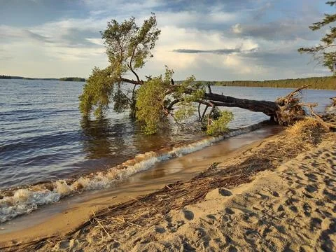 Fallen pine tree on the lake shore Foto stock