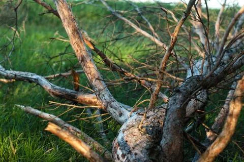 Fallen pine tree lies in the grass Stock Photos