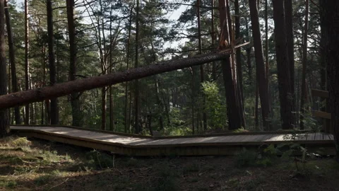 Fallen pine tree lying across wooden boardwalk in quiet forest with tall trunks Stock Footage 345374441