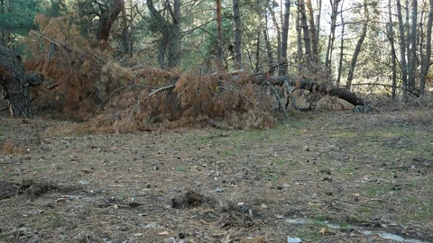 Fallen pine tree in the middle of the forest Stock Footage 120758204