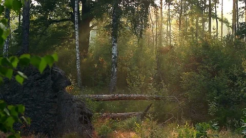 Fallen pine tree in the morning sun 스톡 동영상 95148722
