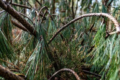 Fallen Pine Tree Stock Photos