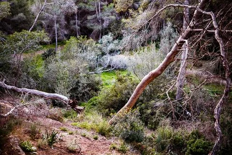 Fallen Pine Tree in the Ravine Stock Photos