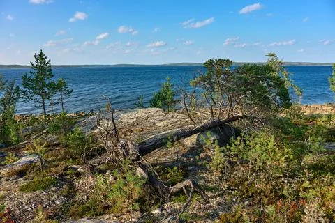 Fallen pine tree on the rocky seashore Stock Photos
