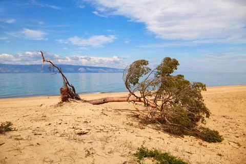 A fallen pine tree on the sandy beach of Olkhon Island. Stock Photos
