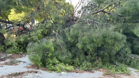 Fallen Pine Tree in Split, Croatia after Hurricane Stock Footage 312744448