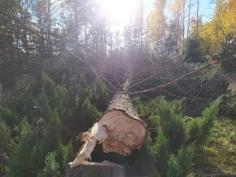 Fallen pine tree trunk in a sunny forest. Broken wood timber landscape Stock Photos