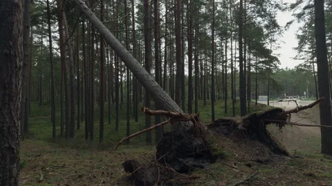 Fallen pine tree with uprooted root ball in quiet forest clearing after strong Stock Footage 345270778