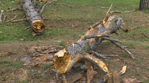 Fallen Pine Trees Stock Footage 160194236